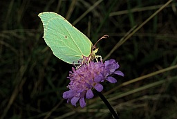 Лімонніца (Gonepteryx rhamni)