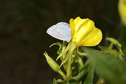 Блакітніца вясновая (Celastrina argiolus)