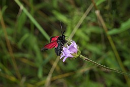 Стракатка ўсходняя пурпурная? (Zygaena minos)