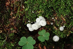 Дэлікатула маленькая (Delicatula integrella)