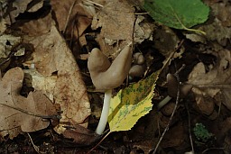 Лопаснік (?) седлападобны (Helvella ephippium)