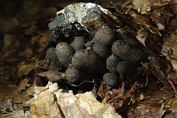 Ксілярыя шматстайная (Xylaria polymorpha)