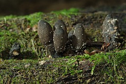 Ксілярыя шматстайная (Xylaria polymorpha)
