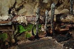 Ксілярыя шматстайная (Xylaria polymorpha)
