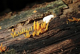 Калоцэра рогападобная (Calocera cornea)