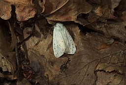 Мядзведзіца хуткая (Spilosoma lubricipeda)