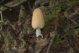 Гнаявік вярбовы (Coprinellus truncorum)
