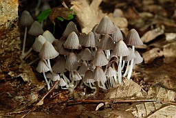 Гнаявік (Coprinus disseminatus)