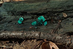 Хлорацыборыя сіне-зелянявая (Chlorociboria aeruginascens)