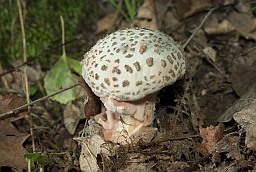 Мухамор сера-ружовы (Amanita rubescens)