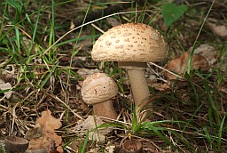 Мухамор сера-ружовы (Amanita rubescens)