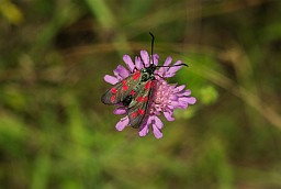 Стракатка вятроўнікавая (Zygaena filipendulae)
