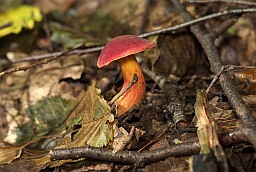 Махавік рубінава-ружовы (Xerocomus rubellus)