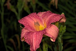 Лілейнік (Красадзён, Hemerocallis)