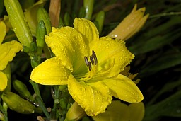 Красадзён цытрынава-жоўты (Hemerocallis citrina)