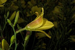 Красадзён цытрынава-жоўты (Hemerocallis citrina)