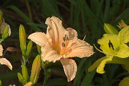 Лілейнік (Красадзён, Hemerocallis)