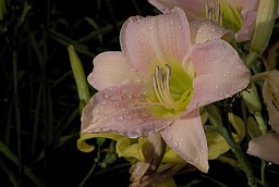 Лілейнік (Красадзён, Hemerocallis)