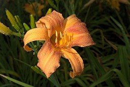 Лілейнік (Красадзён, Hemerocallis)