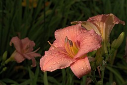 Лілейнік (Красадзён, Hemerocallis)