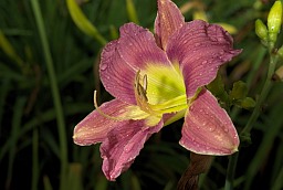 Лілейнік (Красадзён, Hemerocallis)