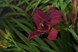 Лілейнік (Красадзён, Hemerocallis)