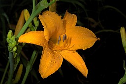 Красадзён жоўты (Hemerocallis lilioasphodelus)