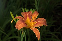 Лілейнік (Красадзён, Hemerocallis)