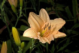Лілейнік (Красадзён, Hemerocallis)
