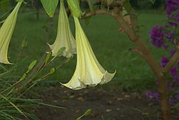 Дурнап'ян індыйскі (Datura metel)