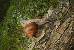 Вінаградны слімак (Helix pomatia)