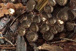 Бакальчык паласаты (Cyathus striatus)