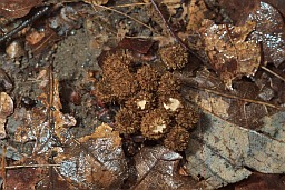 Бакальчык паласаты (Cyathus striatus)