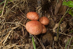 Радоўка жоўта-чырвоная (Tricholomopsis rutilans)