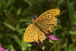 Перламутраўка лясная (Argynnis paphia)