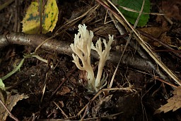 Клавуліна грабеністая (Clavulina cristata)