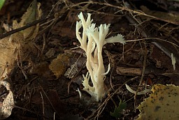 Клавуліна грабеністая (Clavulina cristata)