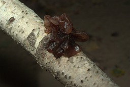 Дрыжаўка ліставатая (Tremella foliacea)