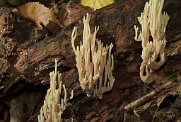 Рамарыя прыгожая (Ramaria formosa)