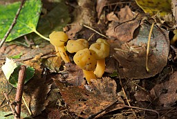 Леоцыя слізкая (Leotia lubrica)