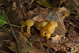 Леоцыя слізкая (Leotia lubrica)