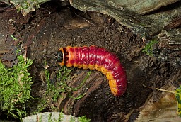 Шашаль пахкі, гусеніца (Cossus cossus)