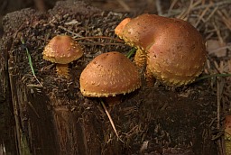 Лускатка агністая (Pholiota flammans)