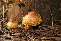 Лускатка агністая (Pholiota flammans)