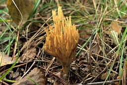 Рамарыя звычайная (Рагацік яловы, Ramaria eumorpha)
