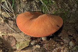 Пячоначны грыб (Fistulina hepatica)