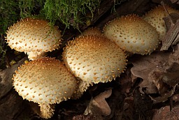 Лускатка звычайная (Pholiota squarrosa)