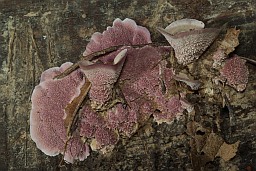 Цэрыпорыя пурпурная (Ceriporia purpurea)