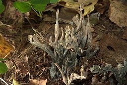 Клавуліна грабеністая (Clavulina cristata)