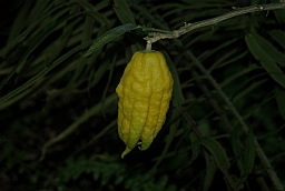 Цитрон Пальцы(Рука) Будды (Citrus medica var. sarcodactylis)